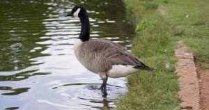 Parks and nature centers in Manning, SC