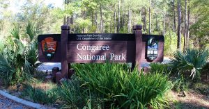 Congaree National Park and other hiking spots in Manning, SC