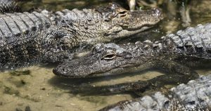 Close up of alligators in shallow water
